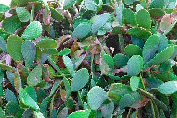 Obraz Kleine grüner Kaktus 