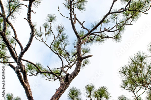 Obraz Wintery sky with branches