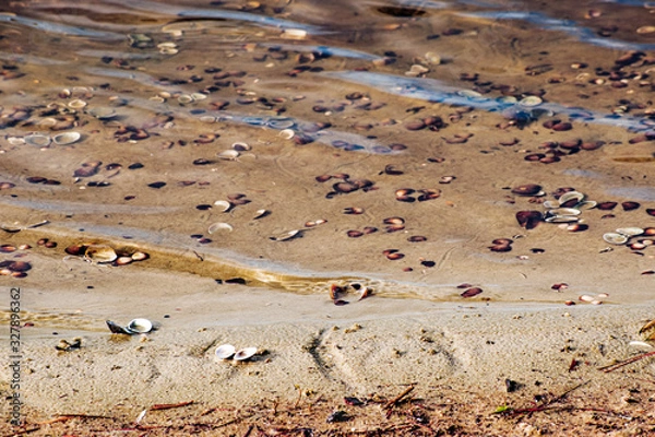 Obraz Sandy Lake Shore with Seashells