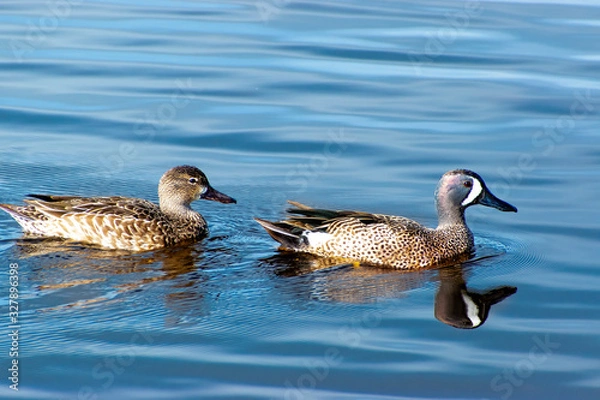 Obraz Ducks in a pond