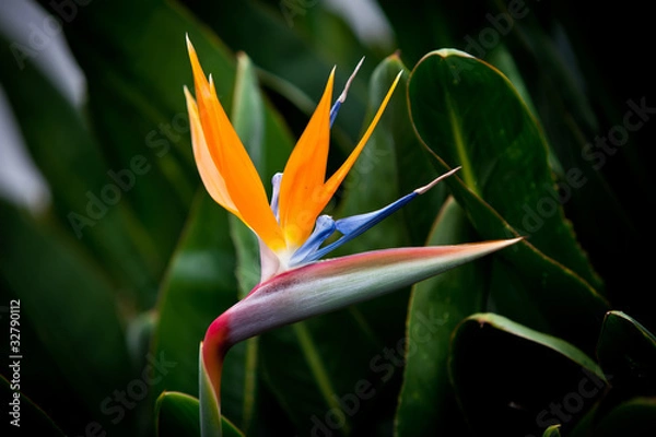 Fototapeta Strelitzia Queen