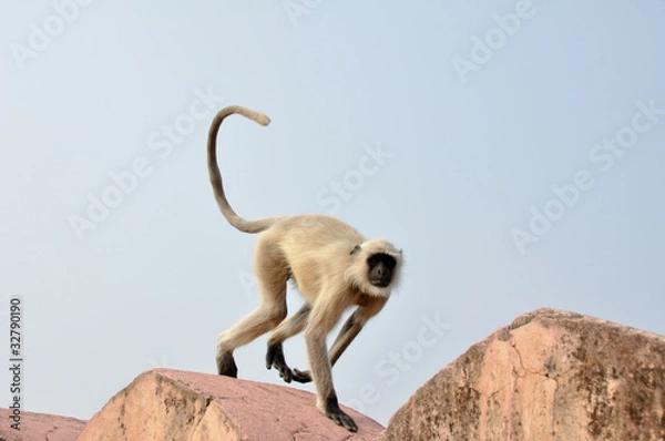 Fototapeta Mono saltando en la muralla de fuerte de Amber