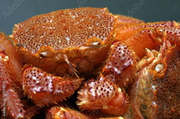 Fototapeta 毛ガニ/黒バック