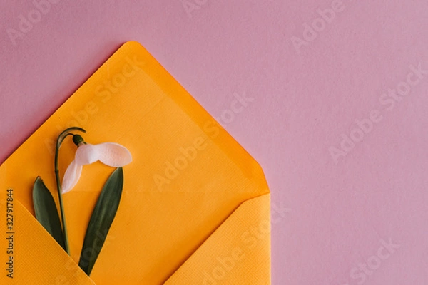 Fototapeta Spring card with snowdrop and spruce twig in an yellow envelope isolated on clear pink background, top view, single object