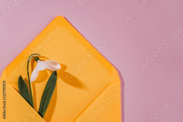 Fototapeta Spring card with snowdrop and spruce twig in an yellow envelope isolated on clear pink background, top view, single object