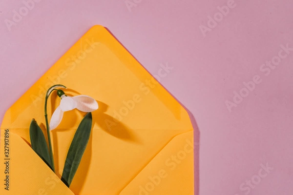 Fototapeta Spring card with snowdrop and spruce twig in an yellow envelope isolated on clear pink background, top view, single object