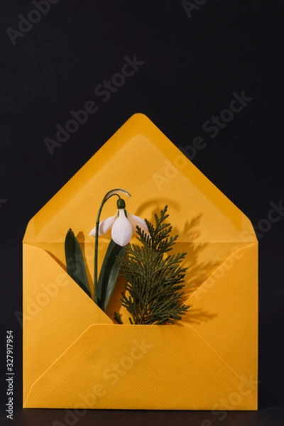Fototapeta Spring card with snowdrop and spruce twig in an yellow envelope isolated on black background, front view