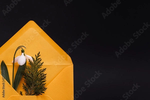 Fototapeta Spring card with snowdrop and spruce twig in an yellow envelope isolated on black background, front view