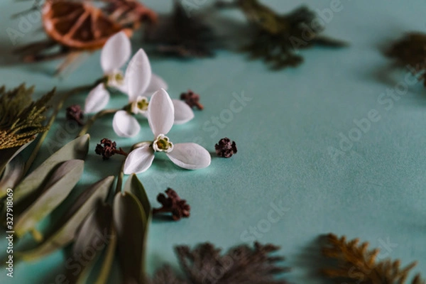 Fototapeta Spring time, Increasing position of snowdrops on a turquoise background, top view, modern and simple decor