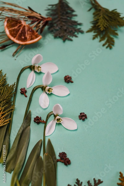 Fototapeta Spring time, Increasing position of snowdrops on a turquoise background, top view, modern and simple decor