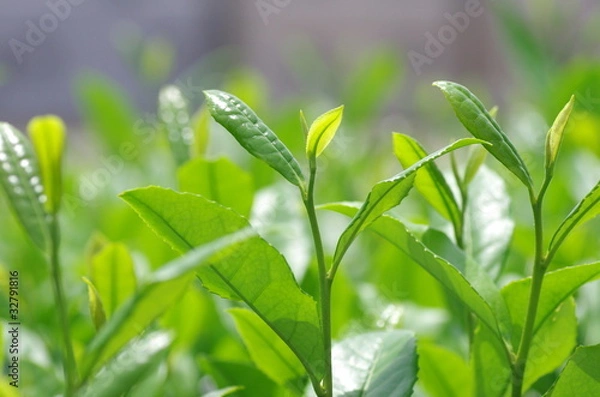 Fototapeta お茶の新芽