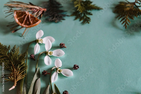 Fototapeta Spring time, Increasing position of snowdrops on a turquoise background, top view, modern and simple decor