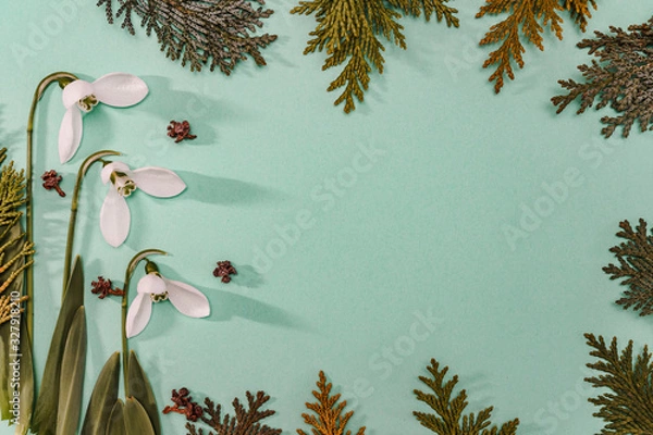 Fototapeta Spring time, Increasing position of snowdrops on a turquoise background, top view, modern and simple decor