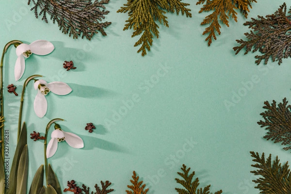 Fototapeta Spring time, Increasing position of snowdrops on a turquoise background, top view, modern and simple decor