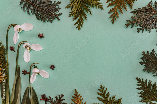 Fototapeta Spring time, Increasing position of snowdrops on a turquoise background, top view, modern and simple decor