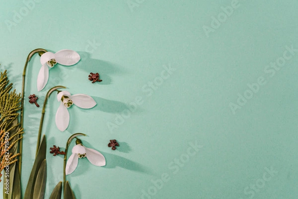 Fototapeta Spring time, Increasing position of snowdrops on a turquoise background, top view, modern and simple decor