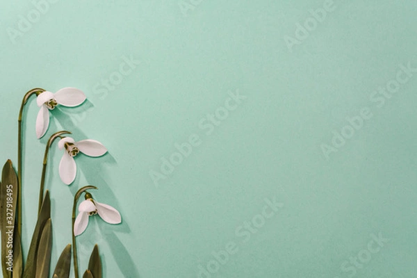 Fototapeta Spring time, Increasing position of snowdrops on a turquoise background, top view, modern and simple decor