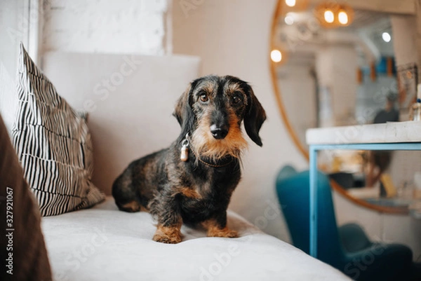 Obraz rough coated dachshund dog in a collar sitting on a couch
