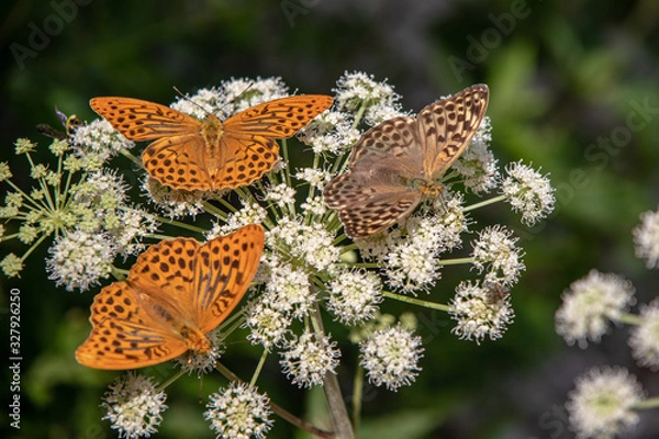 Obraz View of insects, silver-washed fritillary butterflies (Argynnis paphia) and Euplagia quadripunctaria, the Jersey tiger, on Heracleum plants in the Austrian Alps,