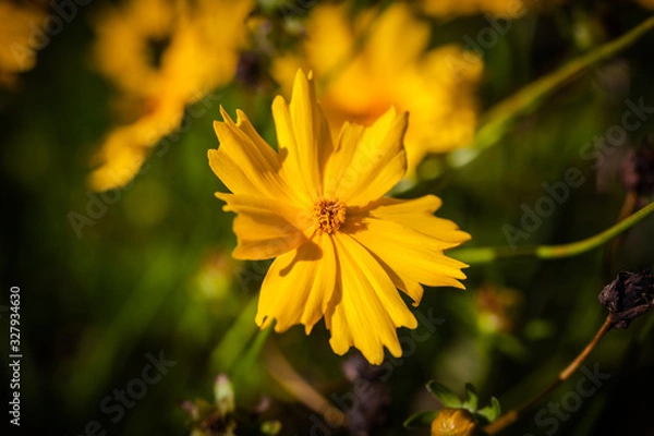 Obraz yellow flower in the garden