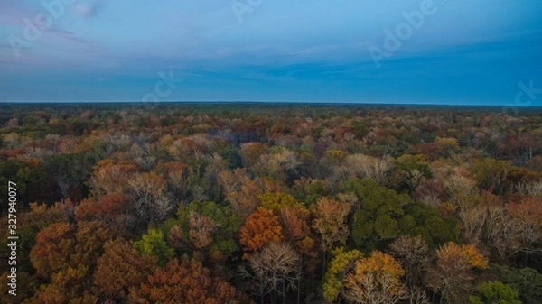 Fototapeta seasonal tree tops