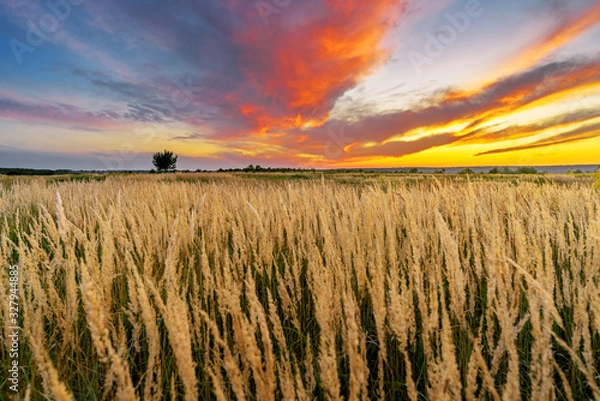 Obraz Summer field full of golden grass with a tree, sunset sky above. Beautiful sunset landscape with red and yellow clouds