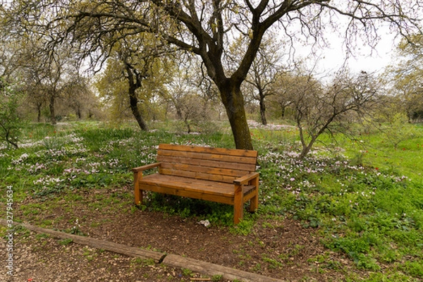 Obraz Typical Galilee landscape with blooming