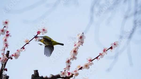 Obraz 梅の花とメジロ