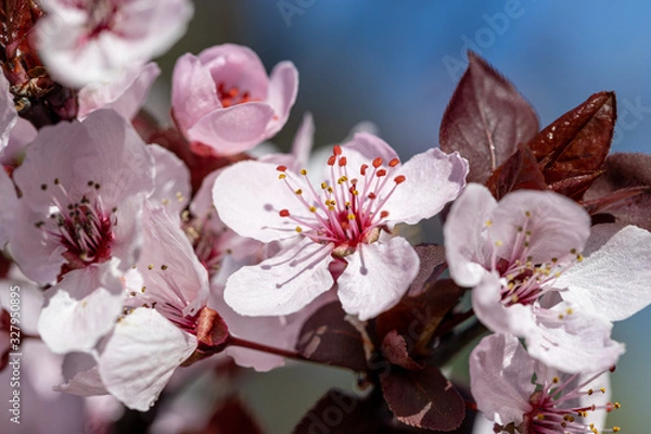 Obraz cherry tree blossom