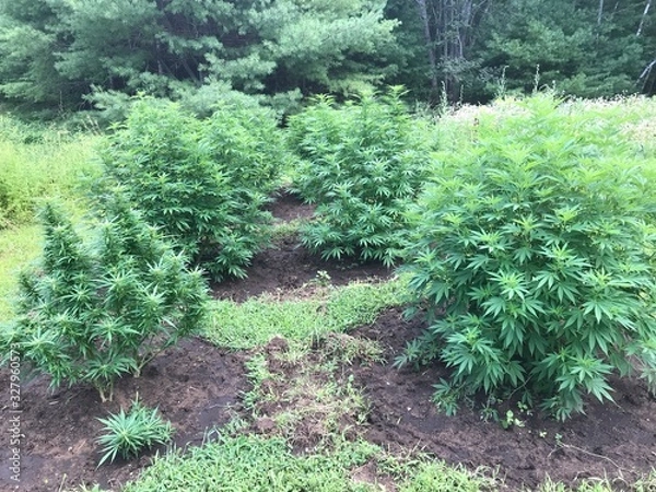 Obraz the weed patch