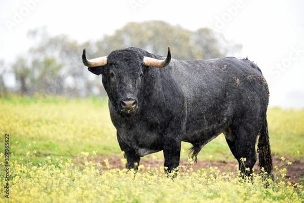 Obraz toro bravo en el campo