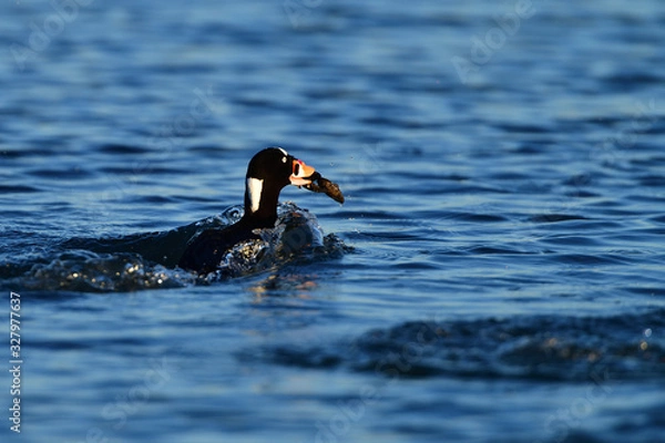 Fototapeta A Surf Scoter with Lunch in Bill