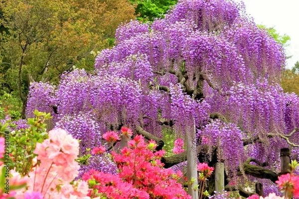 Obraz 新緑とツツジと藤の花