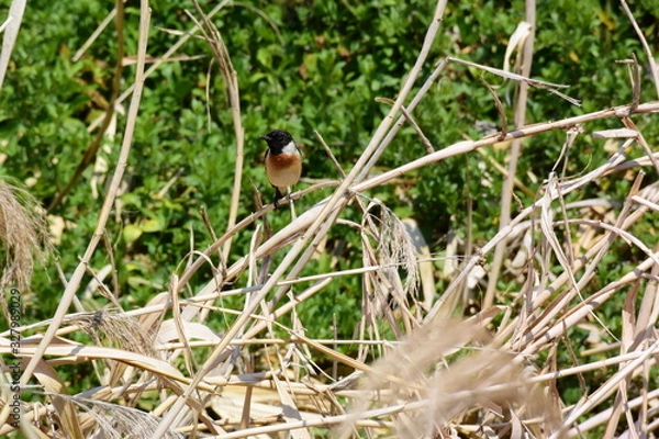 Fototapeta 草むらのノビタキ