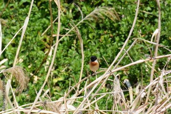 Fototapeta 草むらのノビタキ