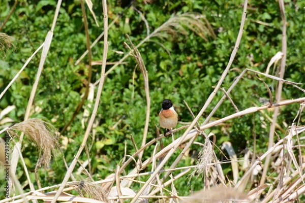 Obraz 草むらのノビタキ