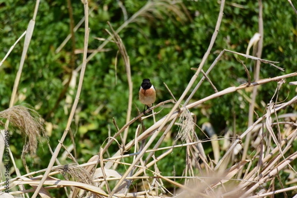 Fototapeta 草むらのノビタキ