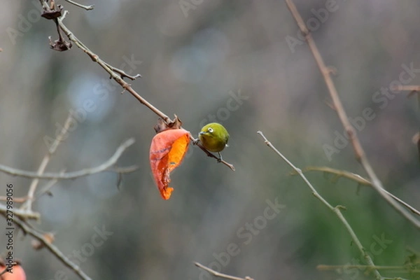 Fototapeta メジロ