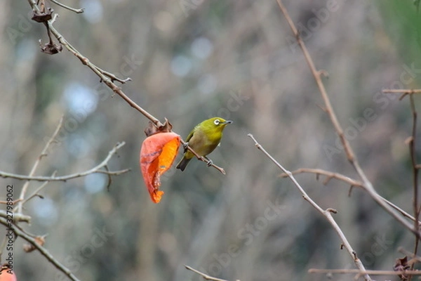 Fototapeta メジロ