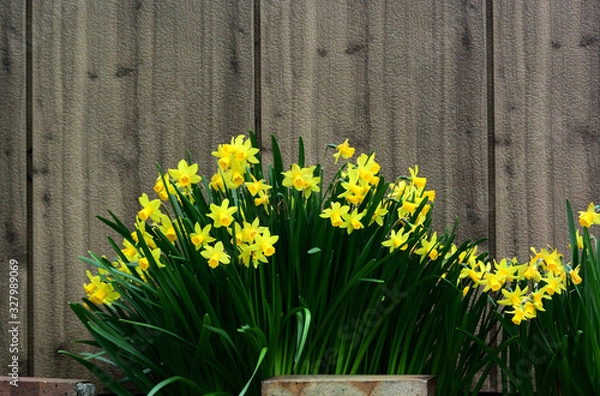 Fototapeta 株立ちのスイセン