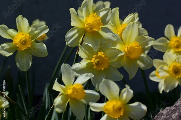 Obraz 株立ちのスイセン