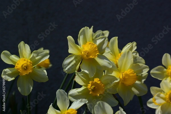 Obraz 株立ちのスイセン