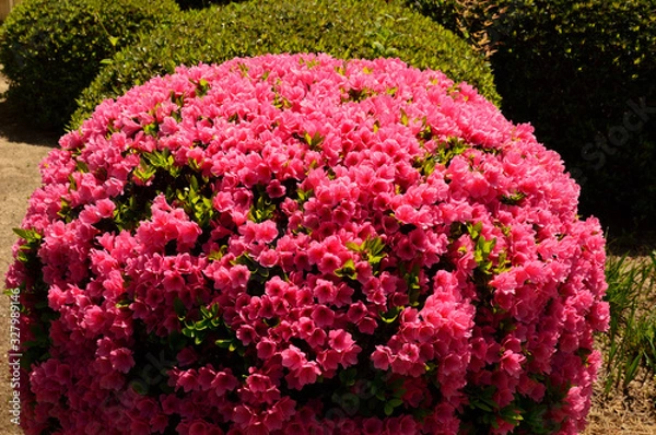 Fototapeta 玉ツツジ