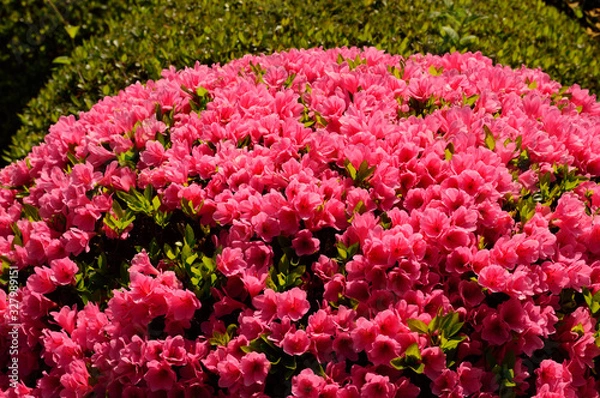 Fototapeta 玉ツツジ