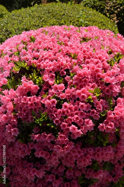 Fototapeta 玉ツツジ