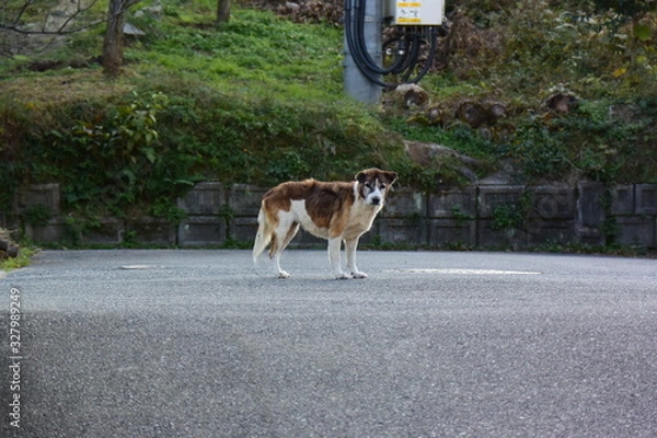 Obraz 年老いた野犬