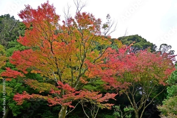 Fototapeta ちょうど見頃のお寺のモミジの紅葉