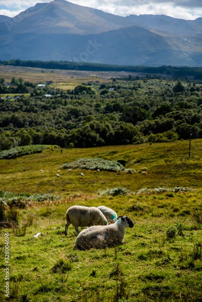 Obraz sheep in the mountains