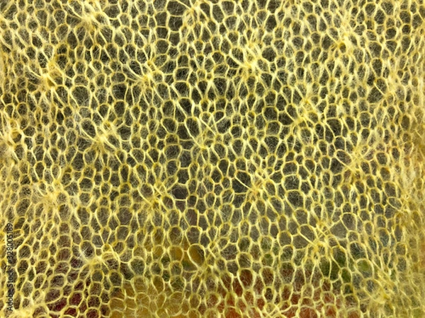 Obraz yellow knitted fabric texture background
