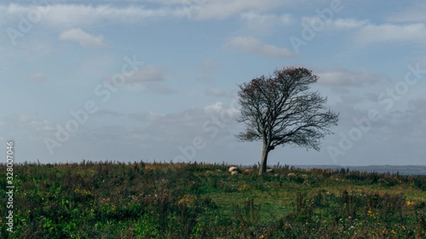 Obraz tree in the field